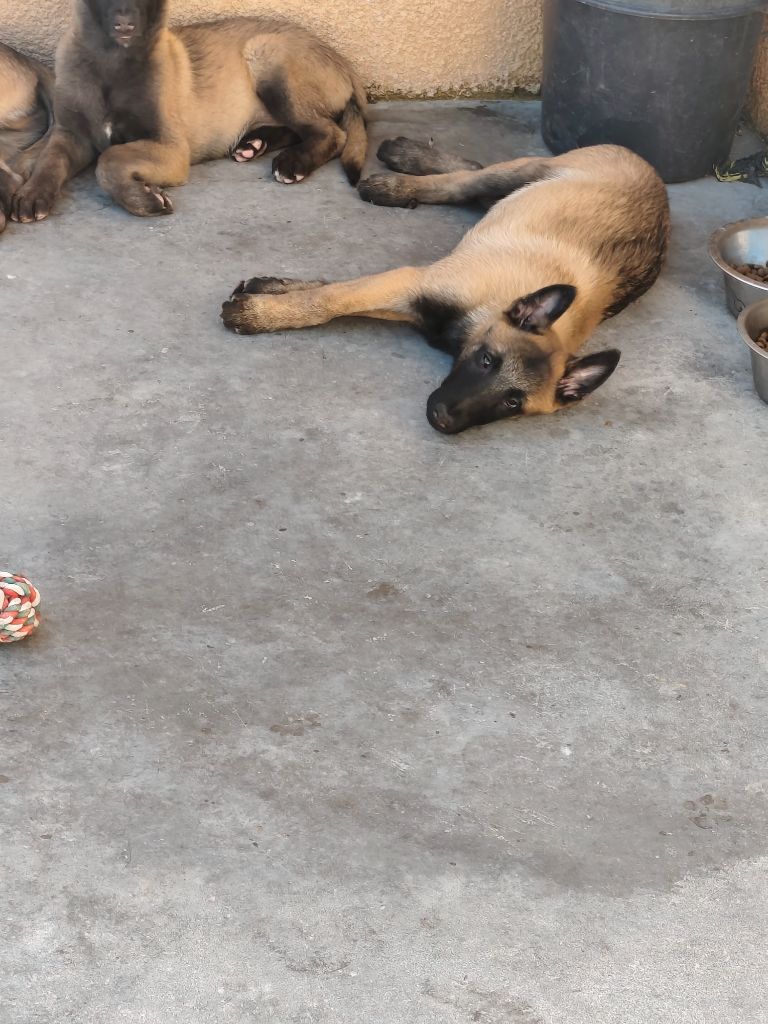 Des Protecteurs Des Lys - Chiots disponibles - Berger Belge