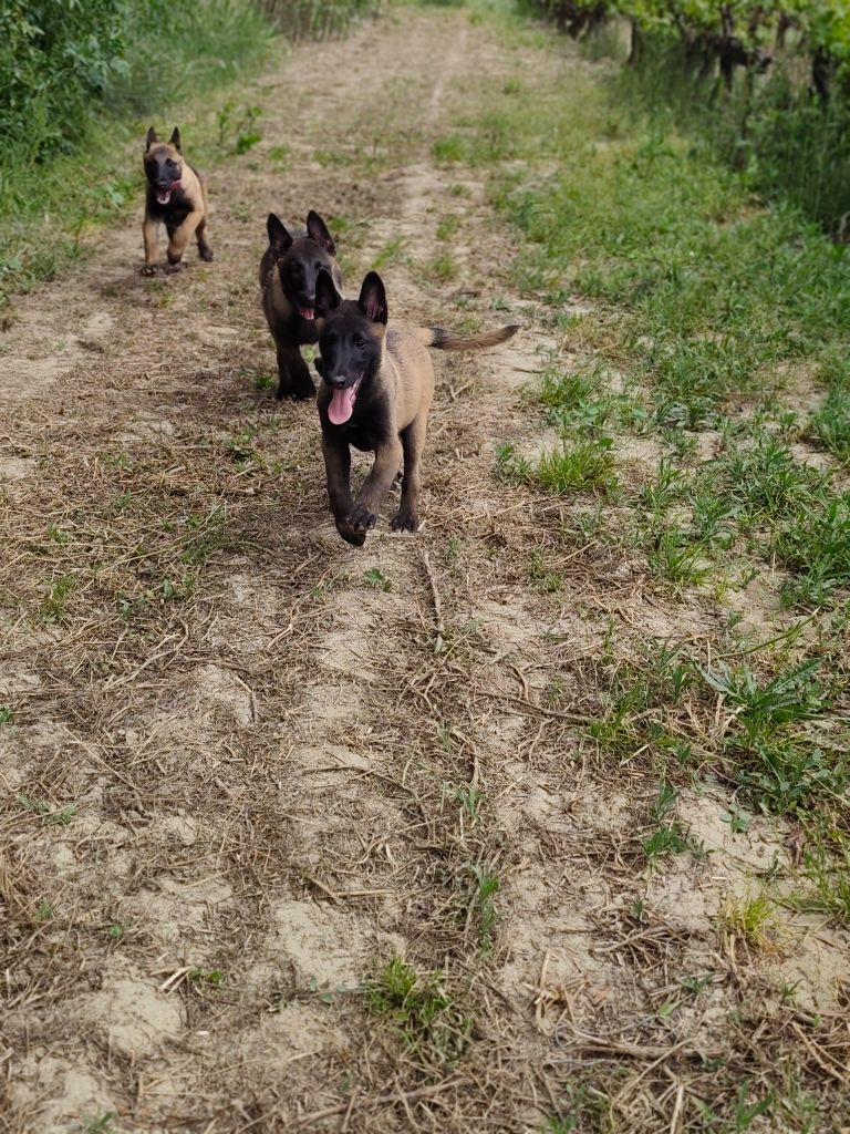 Des Protecteurs Des Lys - Chiots disponibles - Berger Belge