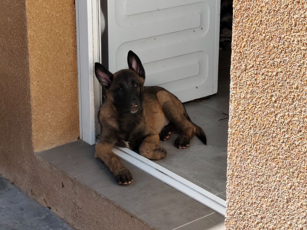 Des Protecteurs Des Lys - Chiots disponibles - Berger Belge