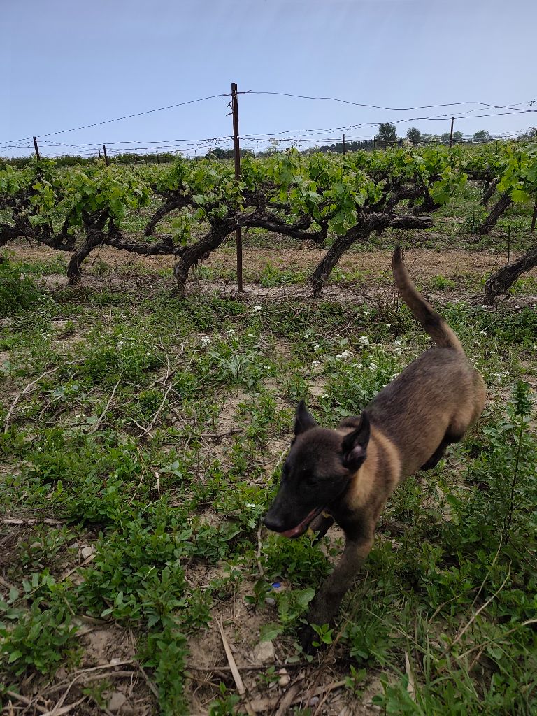 Des Protecteurs Des Lys - Chiots disponibles - Berger Belge